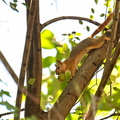 Squirrel holds a walnut in its mouth on a tree branch in Cukurca district of Hakkari, Turkey